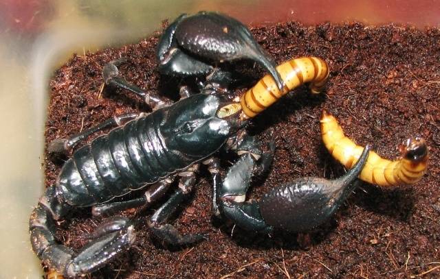 Скорпион ест червя