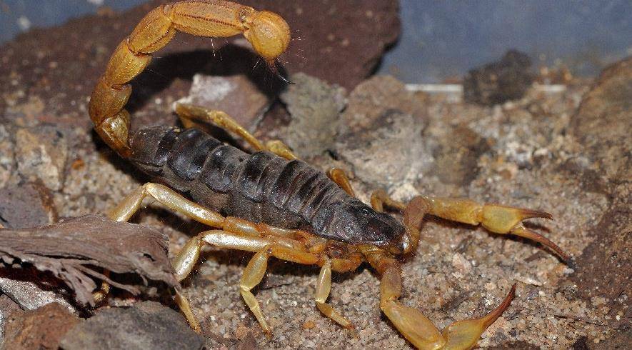 Стрипедтальский скорпион фото