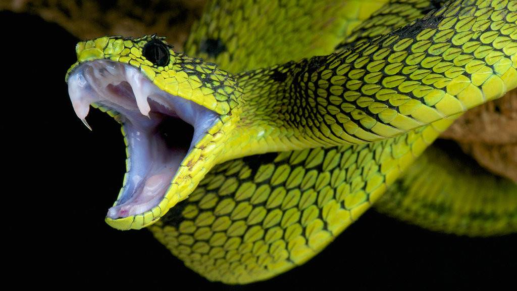 Ядовитая змея фото