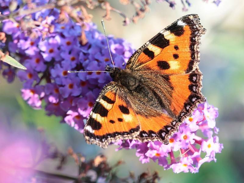 Бабочка крапивница фото (Aglais urticae)