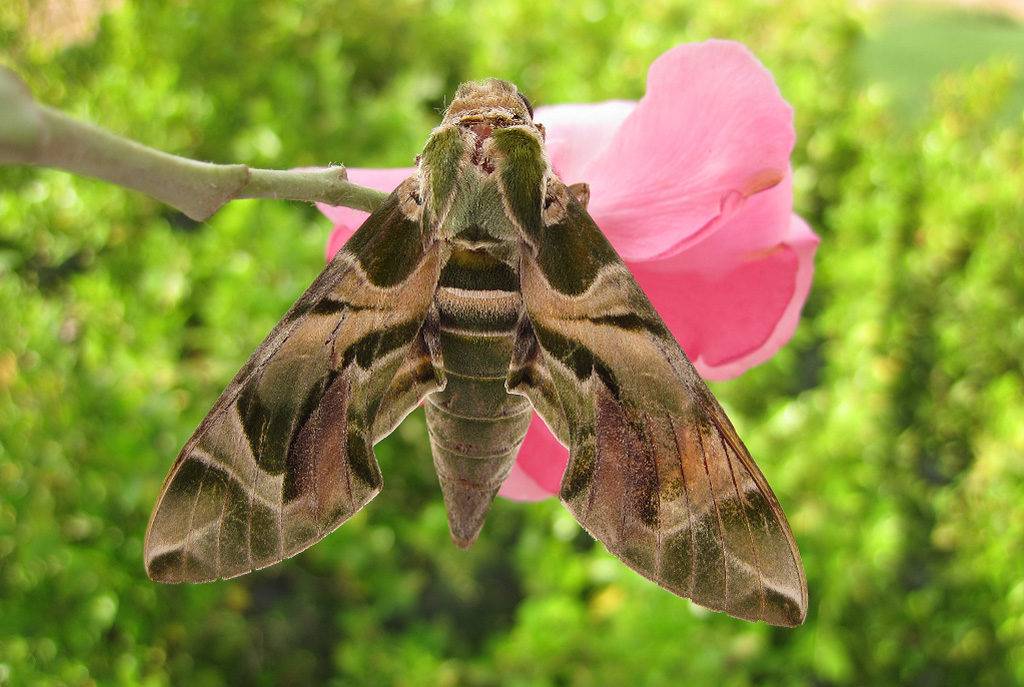 Бражник олеандровый (Daphnis nerii)