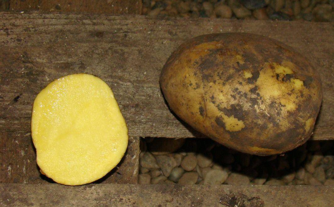 Сорта картофеля бельмондо фото и описание