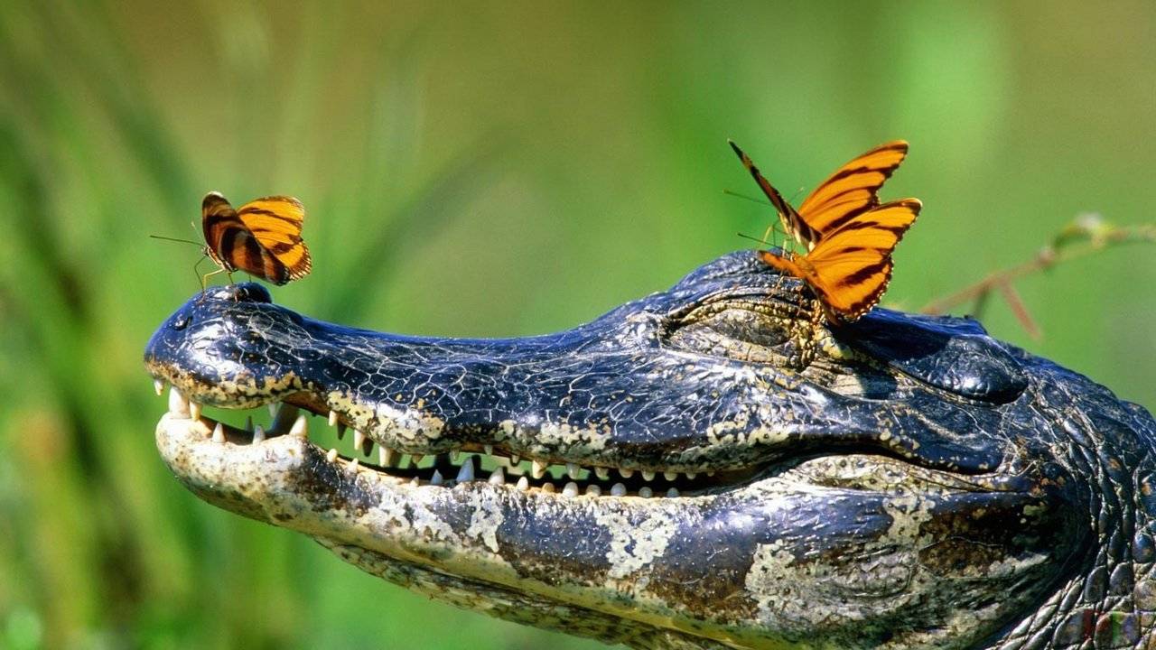 Где живут бабочки: фото, описание, жизненный цикл и питание. Гафт — иллюстрация 17