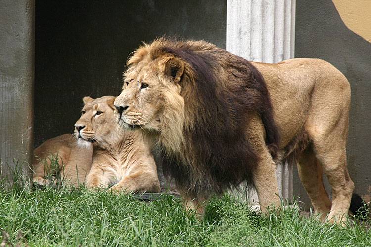 Азиатский (персидский, индийский) лев – царь зверей