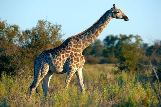 Ангольский жираф