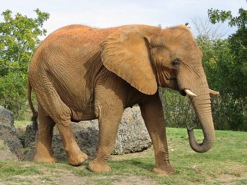 Африканский слон фото (саванный слон)
