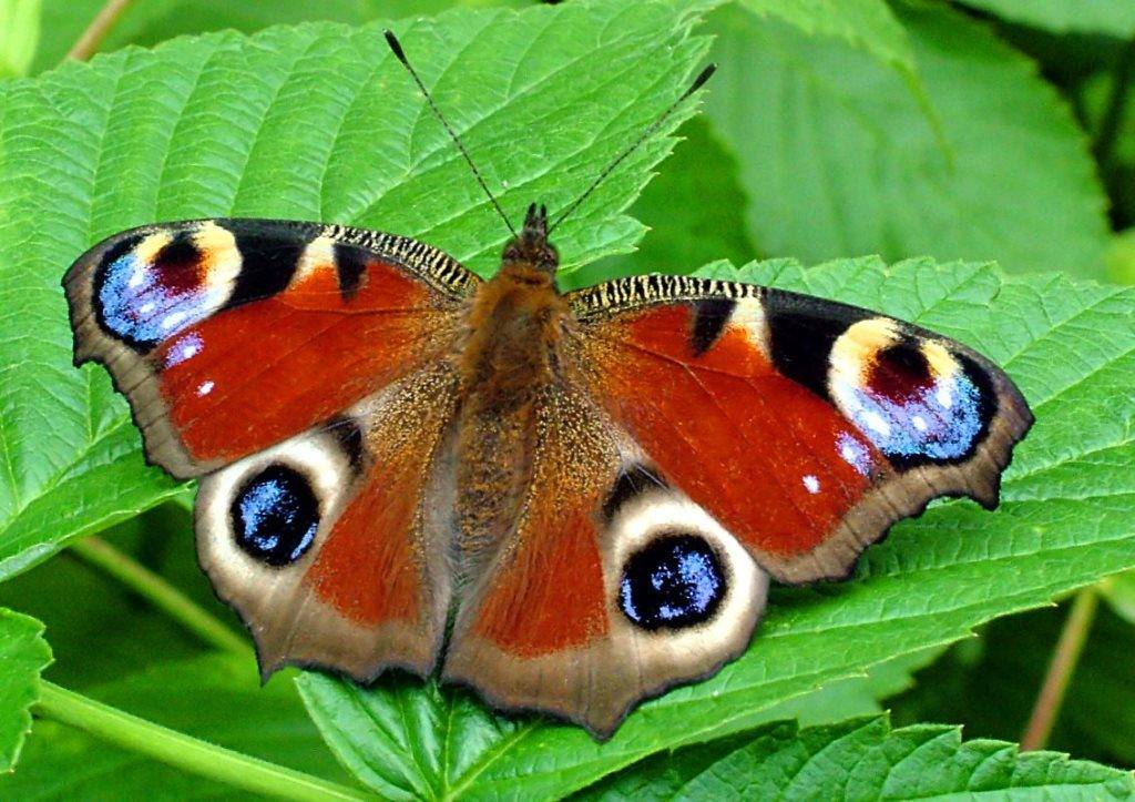 Бабочка дневной павлиний глаз фото