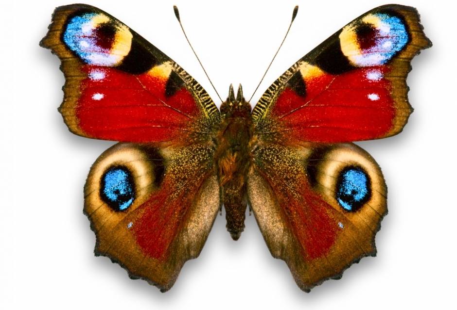 Бабочка фото