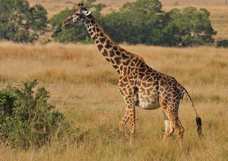Беременная самка масайского жирафа