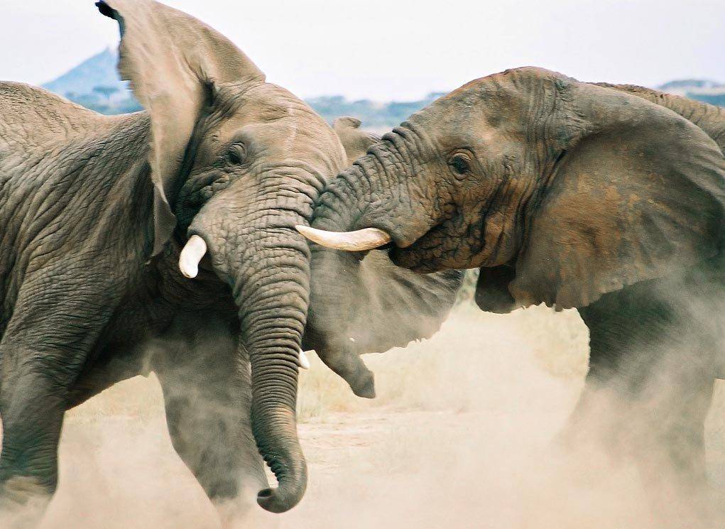 Битва слонов