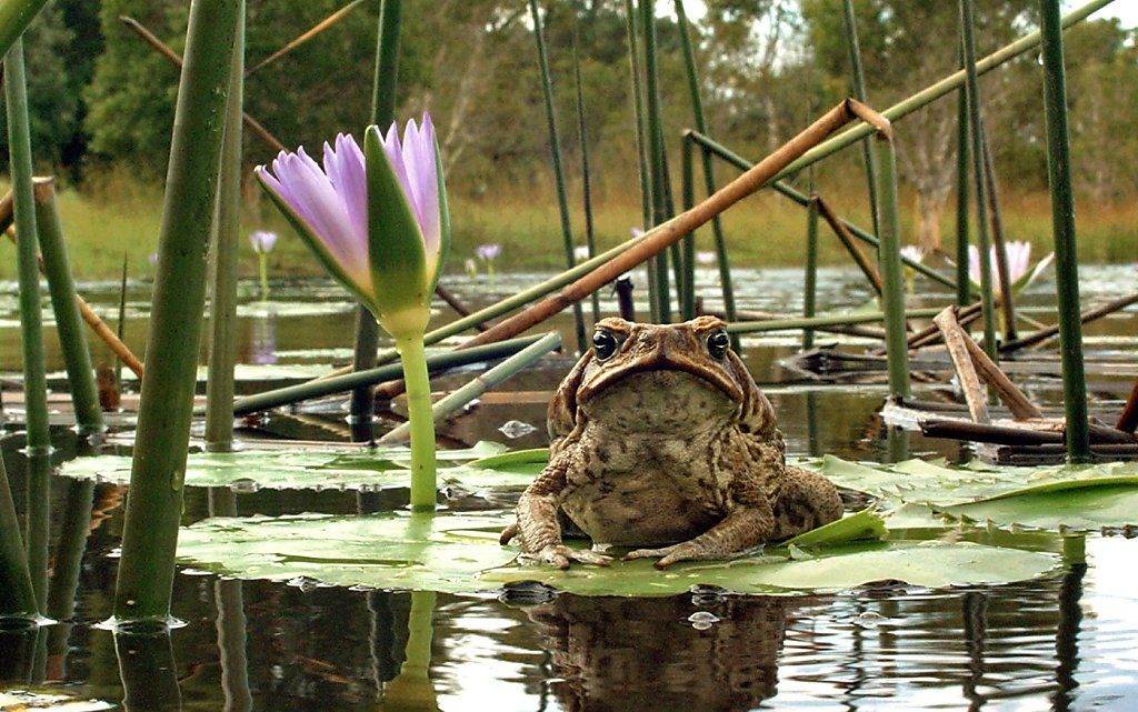 Где обитает жаба ага