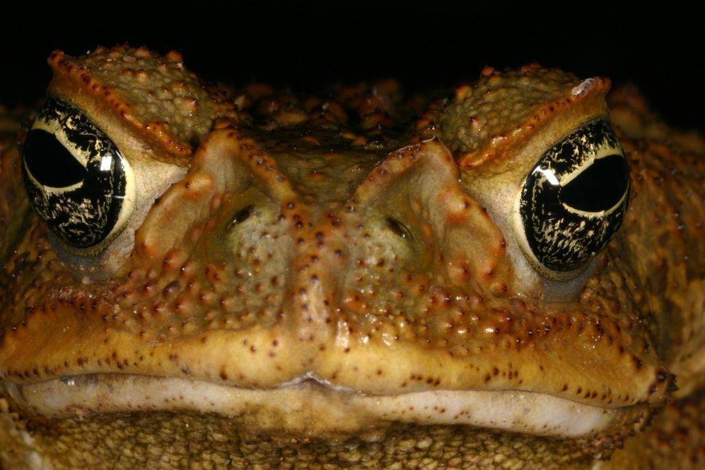 Глаза жабы аги