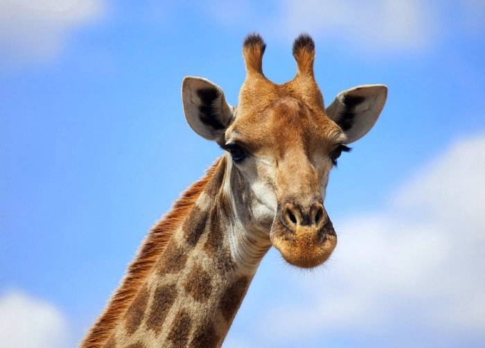 Голова жирафа фото