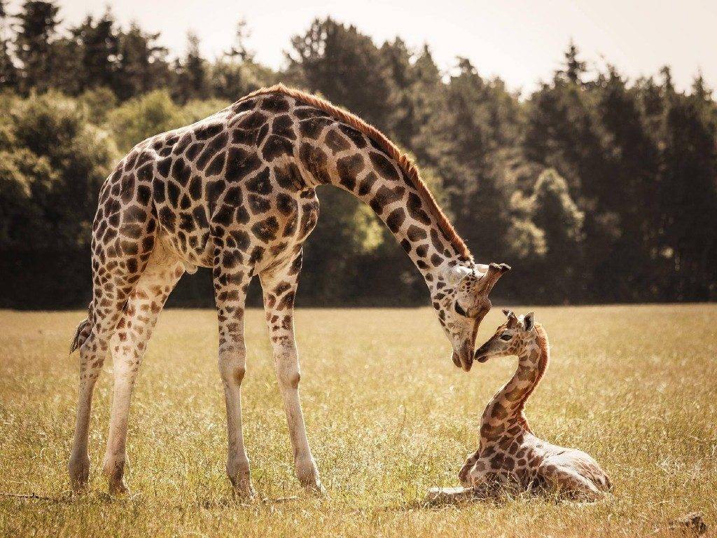 Жираф самка и детеныш