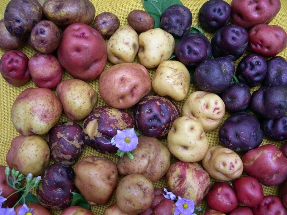 Картофель красного, белого, желтого, синего, фиолетового цвета