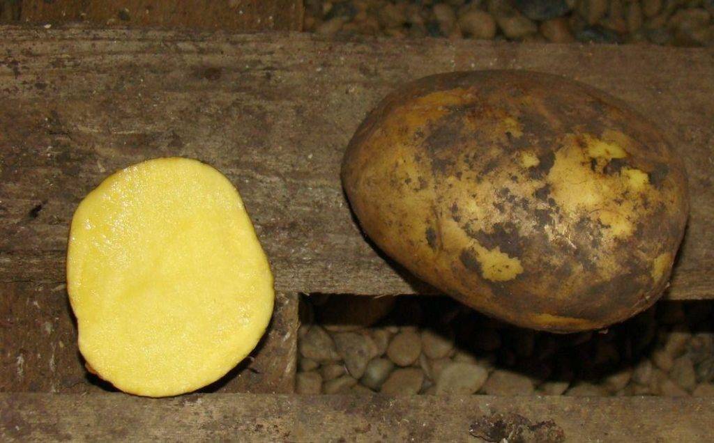 Картофель сорта фелокс фото