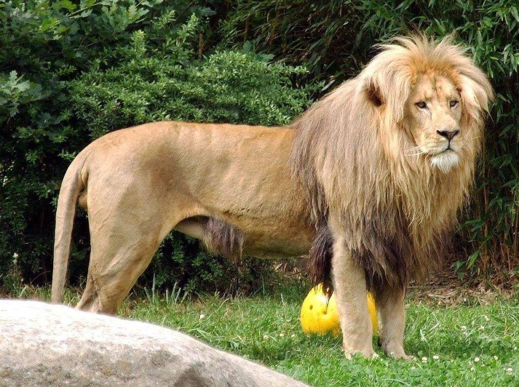 Катангский лев