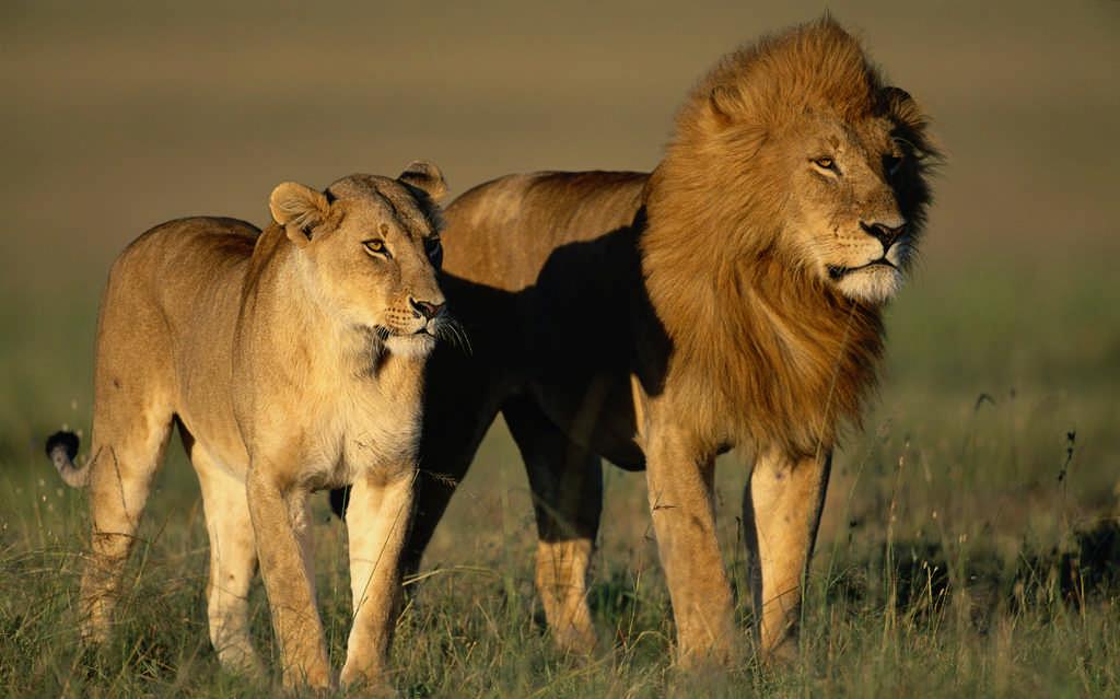 Лев и львица фото