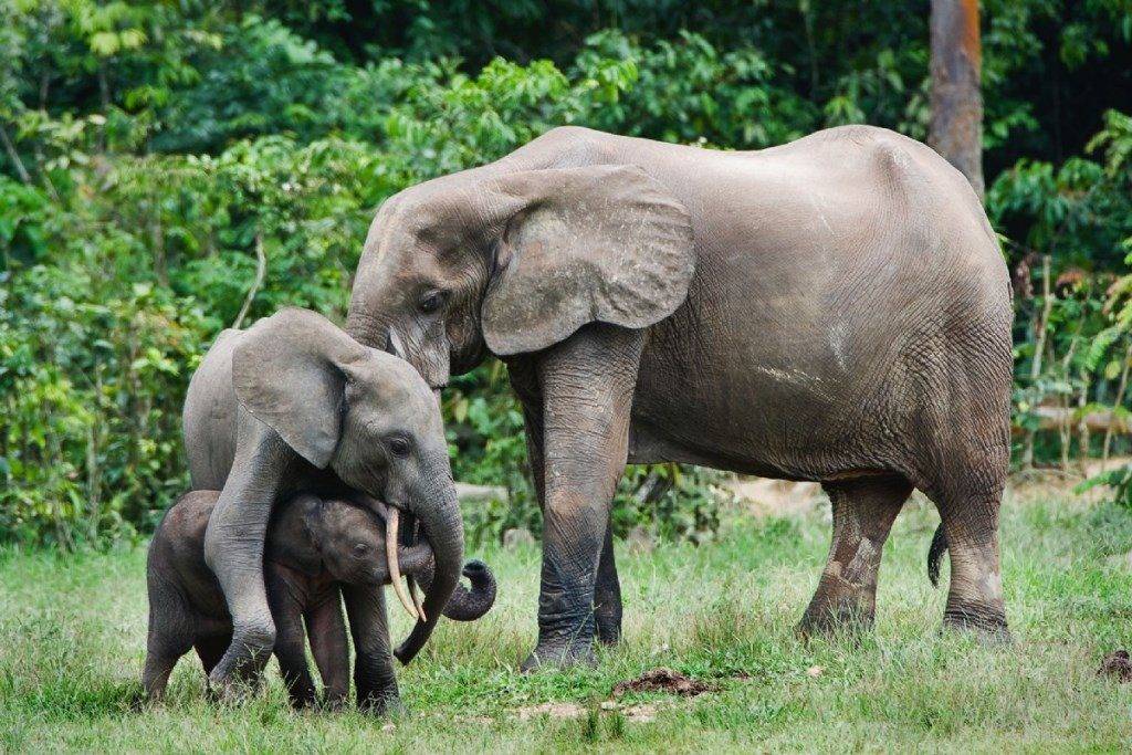 Лесной африканский слон