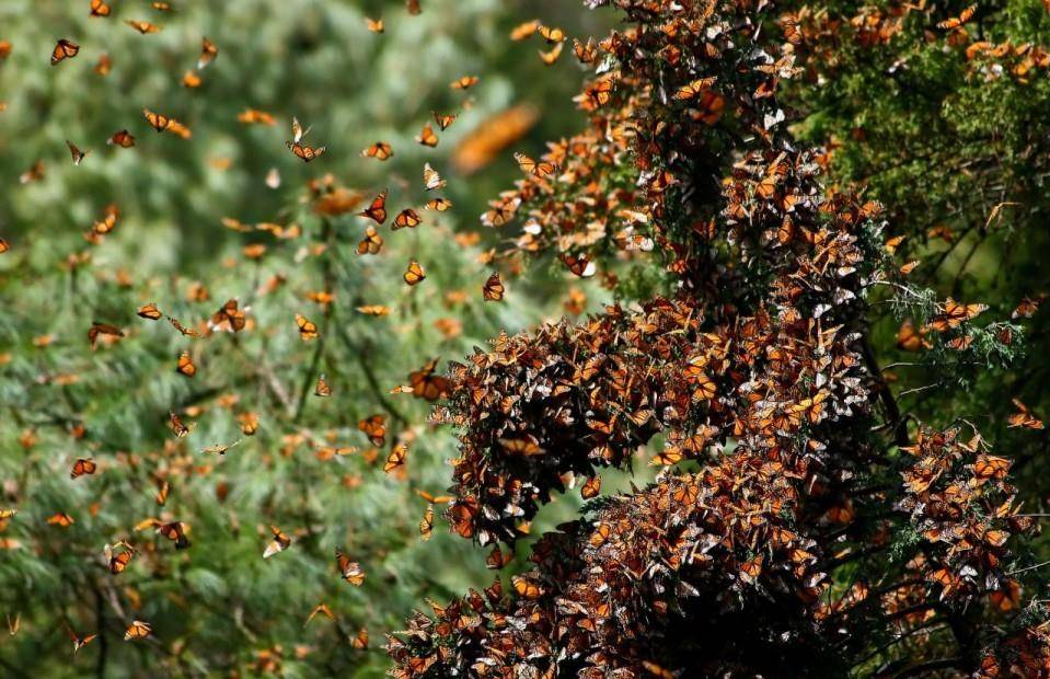 Миграция бабочек монархов в теплые края