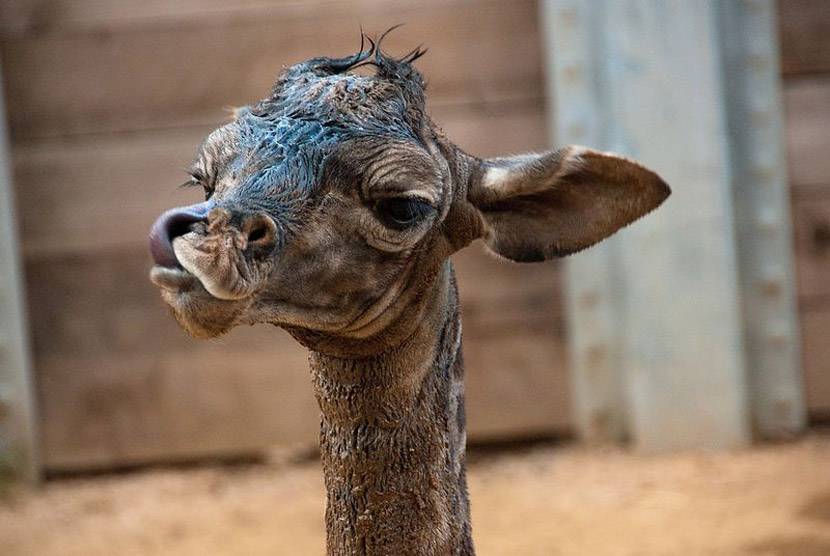 Новорожденный жираф