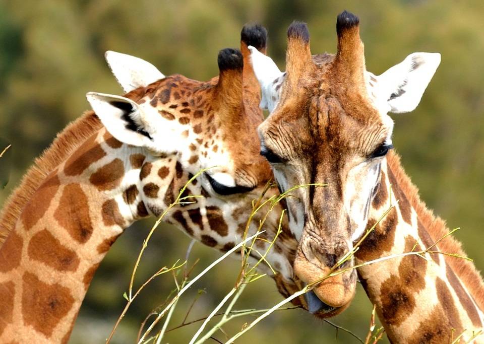 Самец и самка жирафа