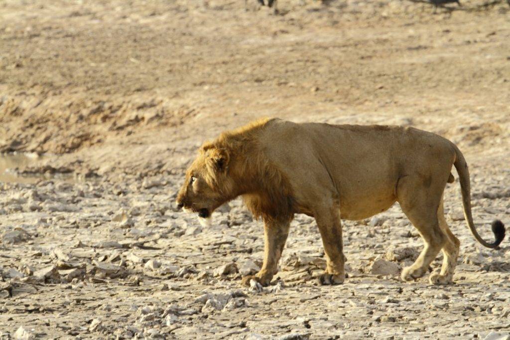 Сенегальский лев самец