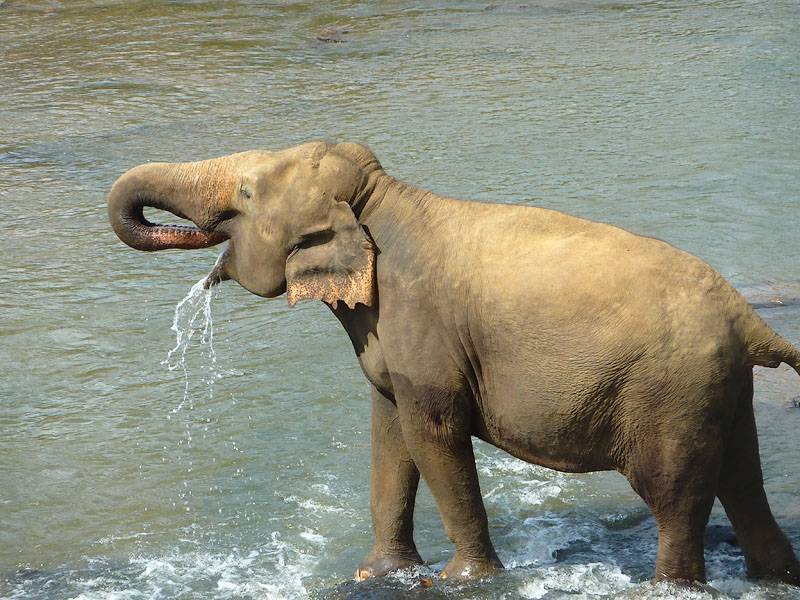 Слон пьет воду