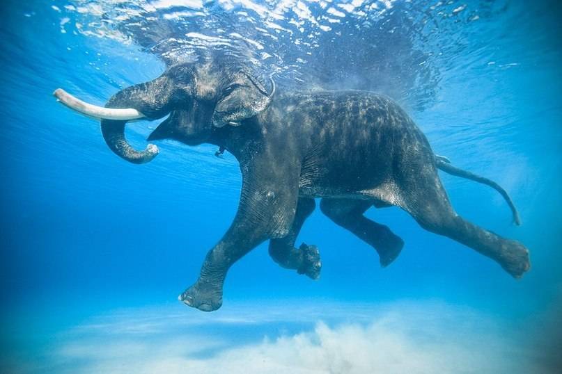 Слон умеет плавать
