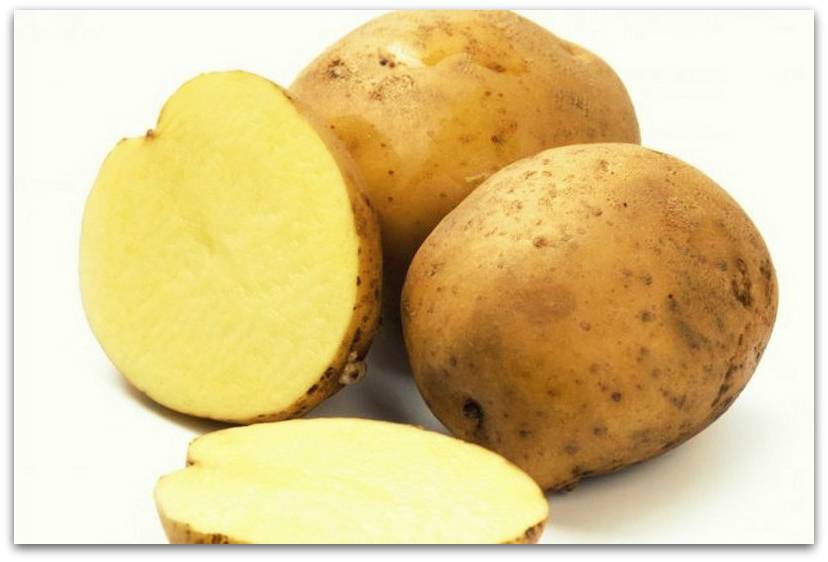 Сорт картофеля Альпинист фото