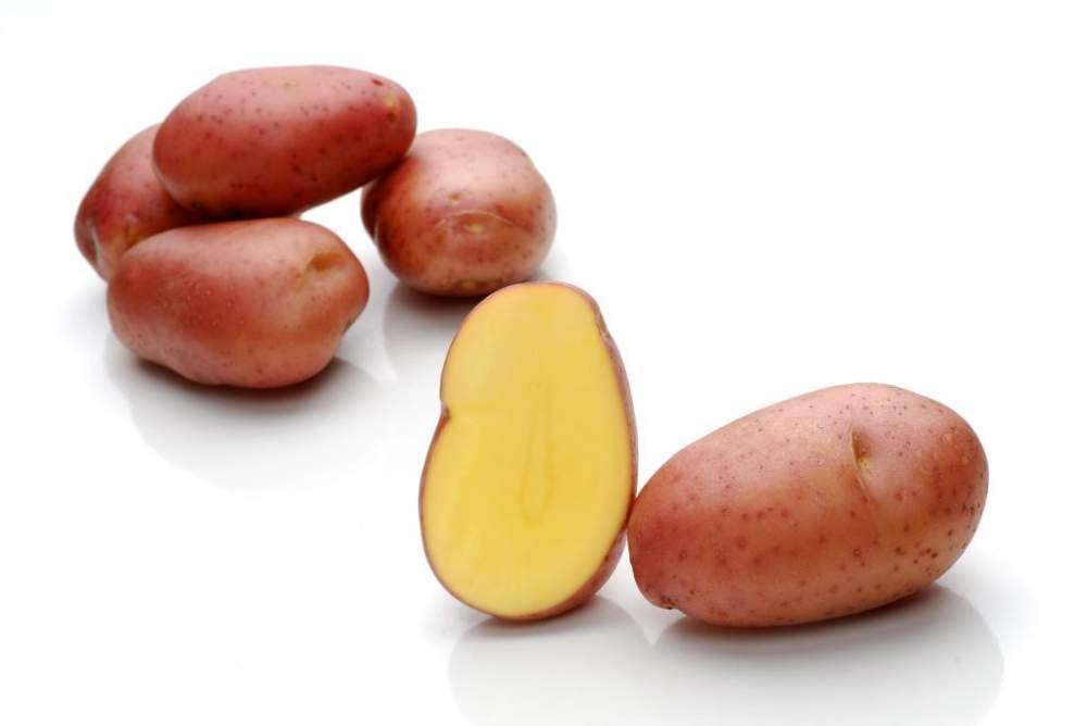 Сорт картофеля Ароза
