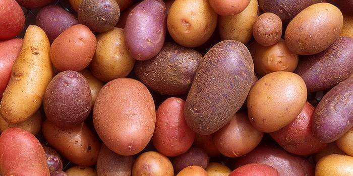 Сорт картофеля Жуковский ранний