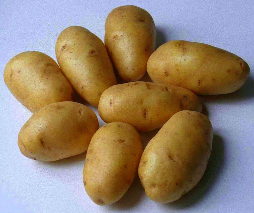 Сорт картофеля Лорх