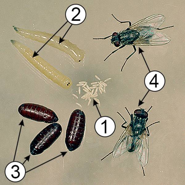 Стадии развития мухи