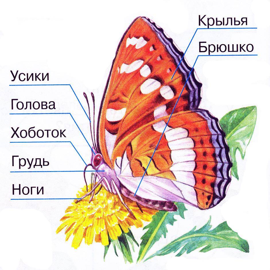 Строение бабочки фото