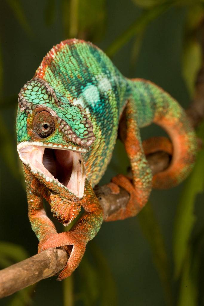 Хамелеон – ящерица, меняющая цвет