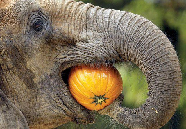 Чем питаются слоны
