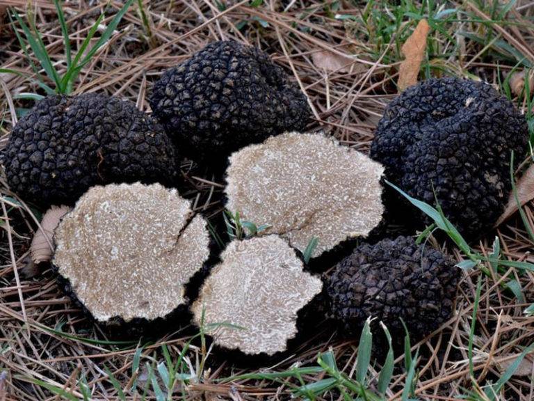 Как выглядит черный трюфель гриб фото