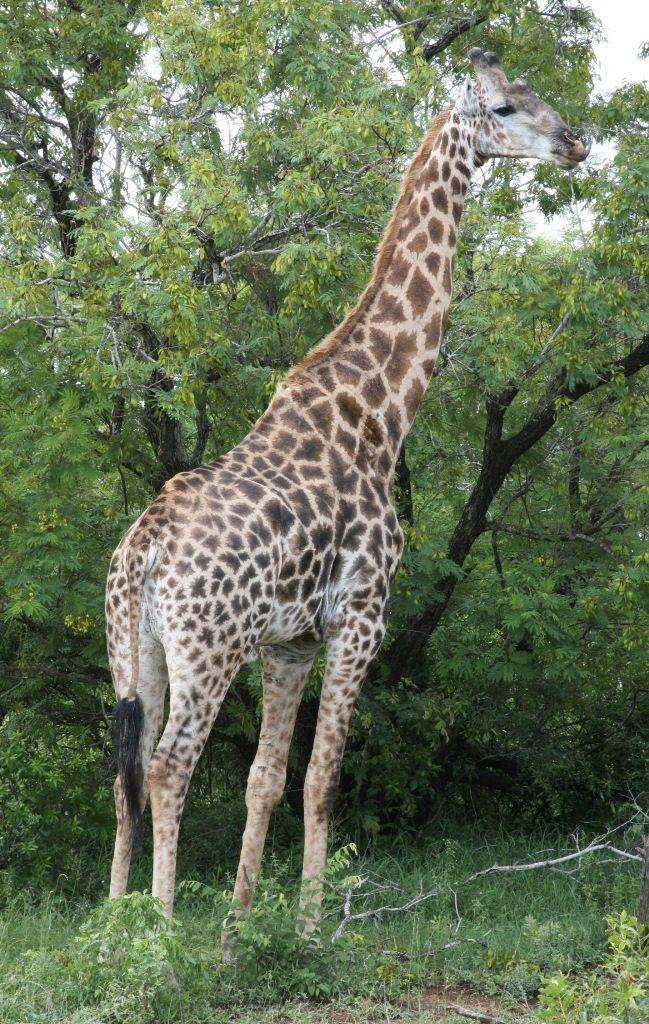 Южноафриканский жираф