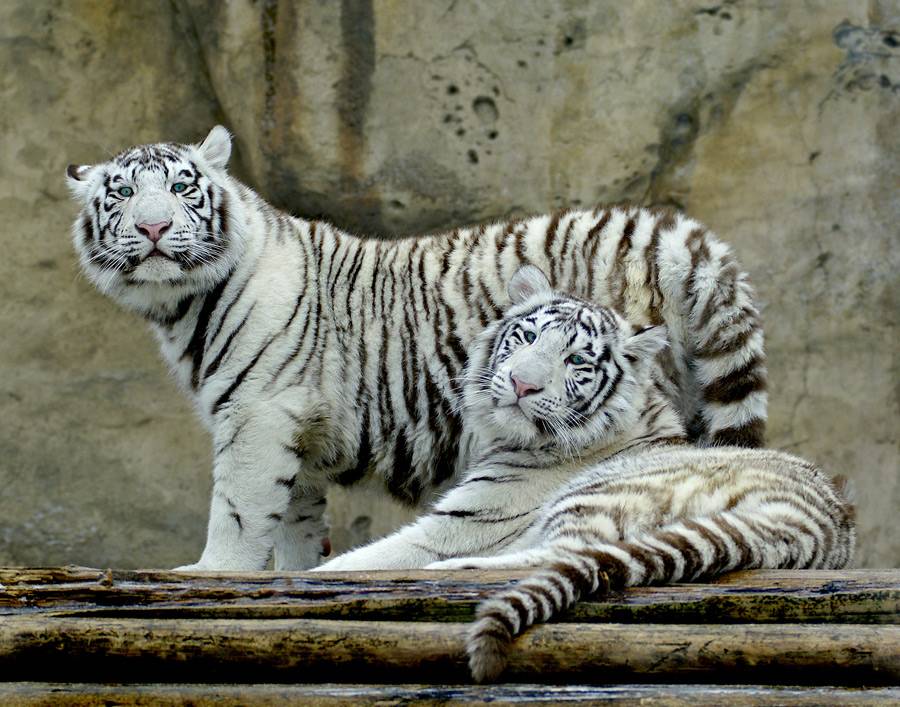 Бенгальские тигры пенза. Бенгальский тигр. Бенгальский тигр альбинос. Белый бенгальский тигр. Индокитайский тигр.