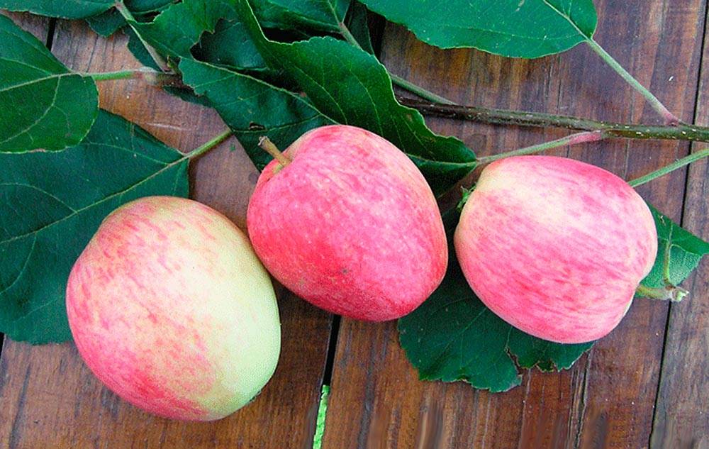 Высокорослый сорт яблок Аркадик