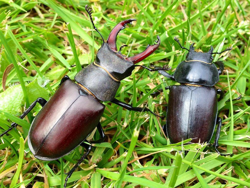 Жук-олень (Lucanus Cervus)