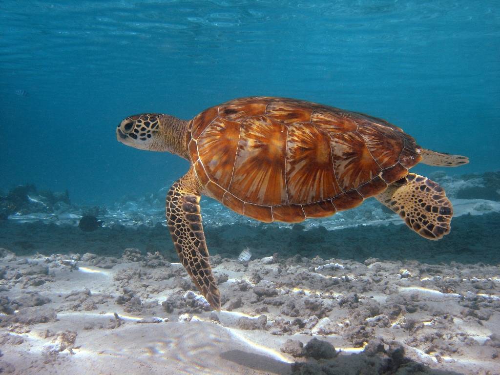 К какой группе относятся морские черепахи