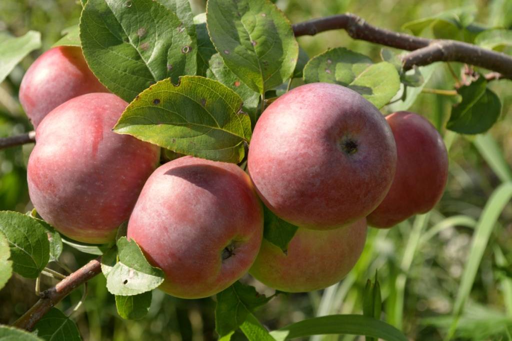 Зимостойкий сорт яблони Осеннее алое