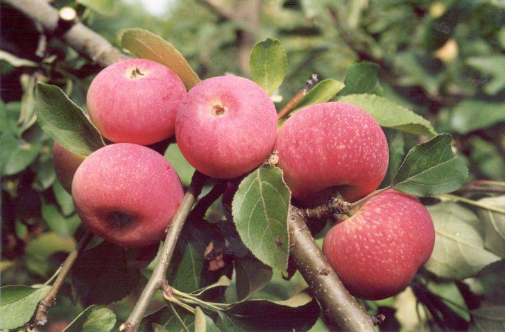 Кисло-сладкий сорт яблок Красная горка