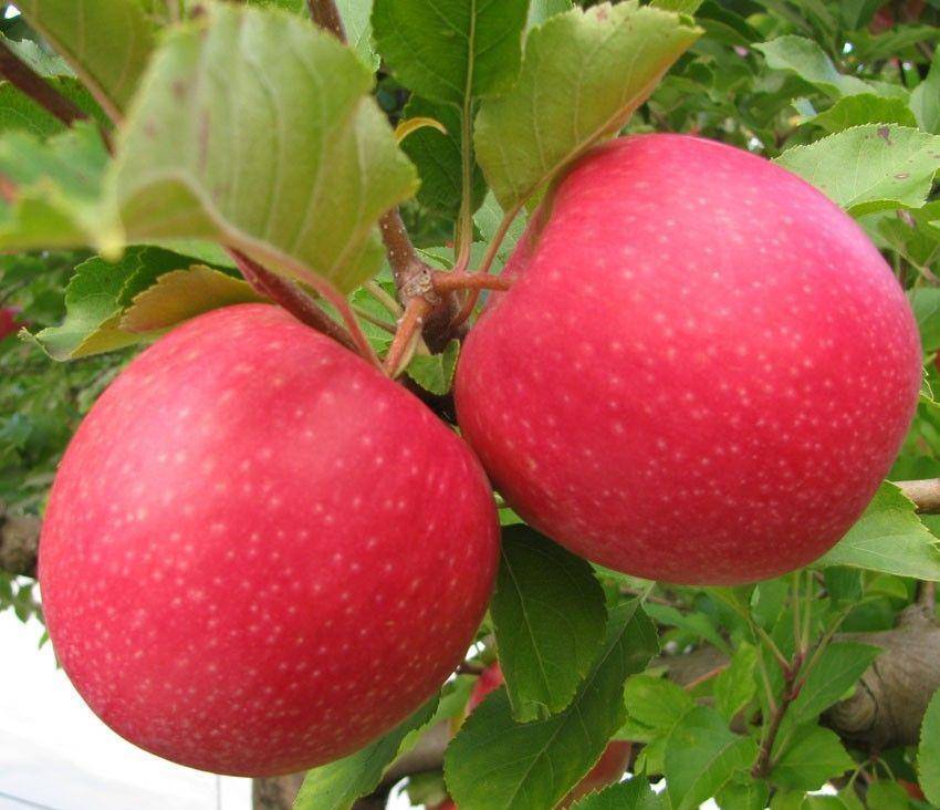 Кислый сорт яблони Пинк Леди
