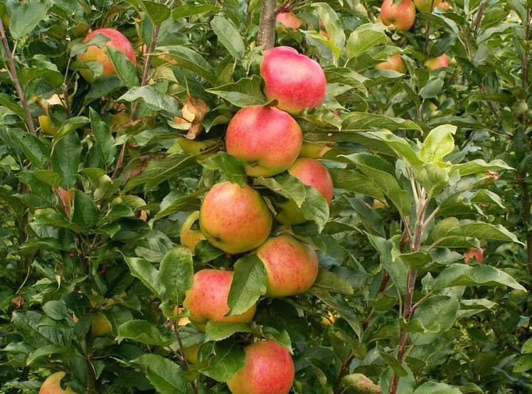 Колоновидная яблоня – сорт Баргузин