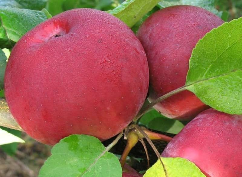 Осенний сорт яблони Орловская гирлянда