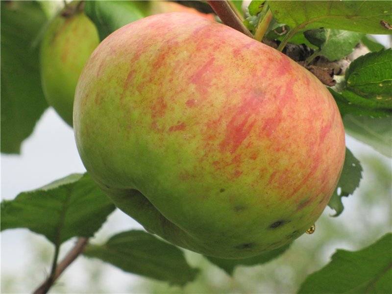 Позднеплодный сорт яблони Штрейфлинг