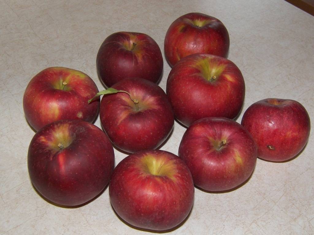 Полукарликовый сорт яблони Джонатан